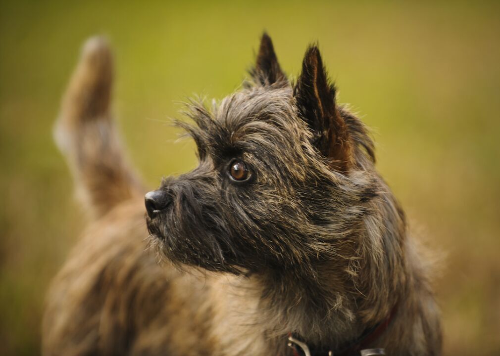 #51. Cairn terrier (tie)